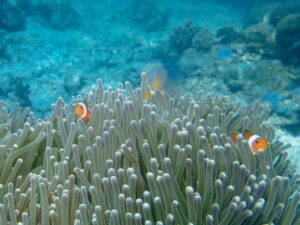 Karang-karang Binasa di Spermonde